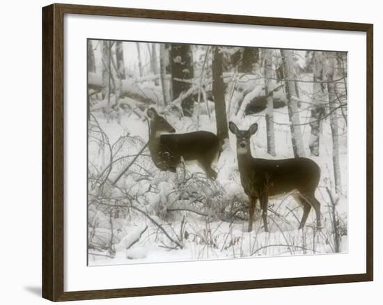 Two White-Tail Deer Stop for a Moment-null-Framed Photographic Print