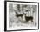 Two White-Tail Deer Stop for a Moment-null-Framed Photographic Print