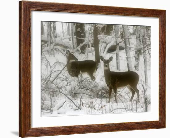 Two White-Tail Deer Stop for a Moment-null-Framed Photographic Print