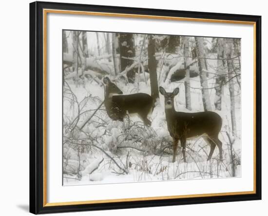 Two White-Tail Deer Stop for a Moment--Framed Photographic Print