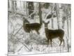 Photographic Print