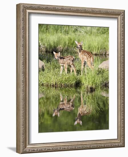 Two Whitetail Deer Fawns with Reflection, in Captivity, Sandstone, Minnesota, USA-James Hager-Framed Photographic Print