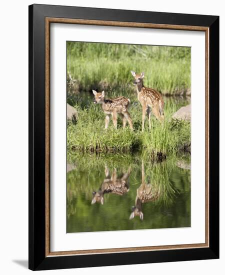 Two Whitetail Deer Fawns with Reflection, in Captivity, Sandstone, Minnesota, USA-James Hager-Framed Photographic Print