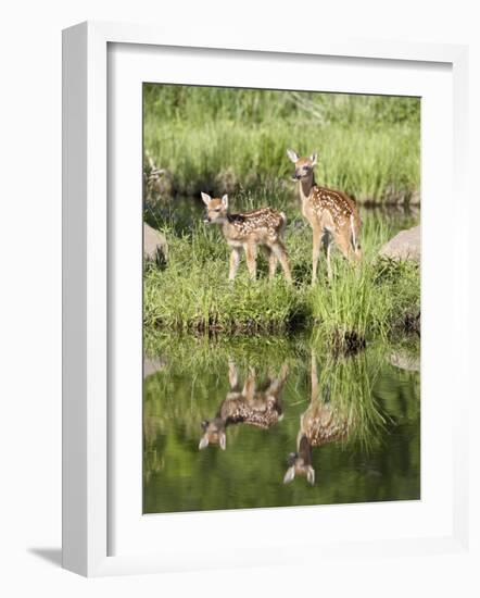 Two Whitetail Deer Fawns with Reflection, in Captivity, Sandstone, Minnesota, USA-James Hager-Framed Photographic Print