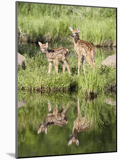 Two Whitetail Deer Fawns with Reflection, in Captivity, Sandstone, Minnesota, USA-James Hager-Mounted Photographic Print