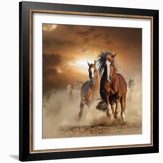 Two Wild Chestnut Horses Running Together in Dust, Front View-mariait-Framed Photographic Print