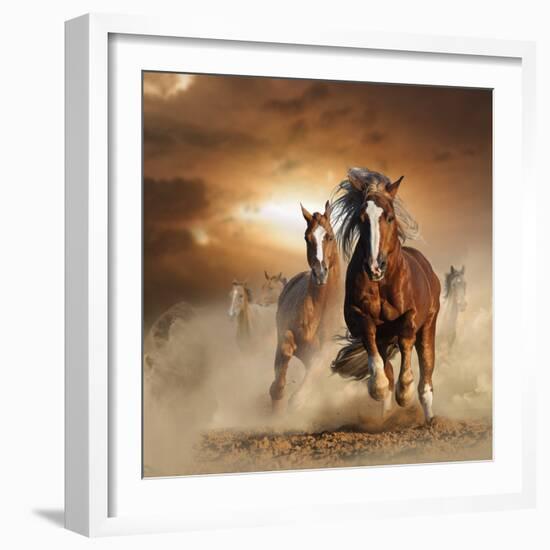 Two Wild Chestnut Horses Running Together in Dust, Front View-mariait-Framed Photographic Print