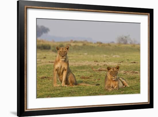 Two Wild Female Lions Sitting On The Plains, Stare, And Make Eye Contact With The Camera. Zimbabwe-Karine Aigner-Framed Photographic Print