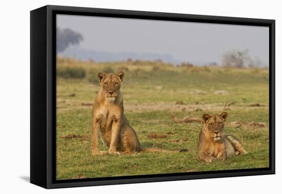 Two Wild Female Lions Sitting On The Plains, Stare, And Make Eye Contact With The Camera. Zimbabwe-Karine Aigner-Framed Premier Image Canvas