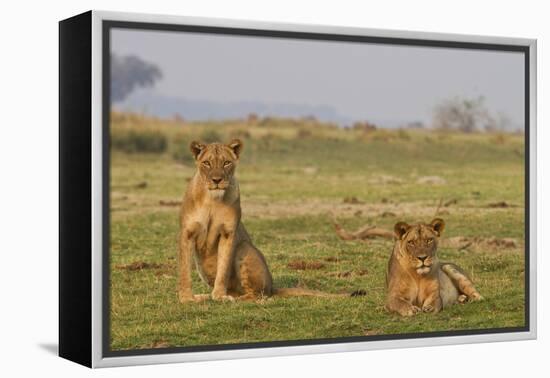 Two Wild Female Lions Sitting On The Plains, Stare, And Make Eye Contact With The Camera. Zimbabwe-Karine Aigner-Framed Premier Image Canvas