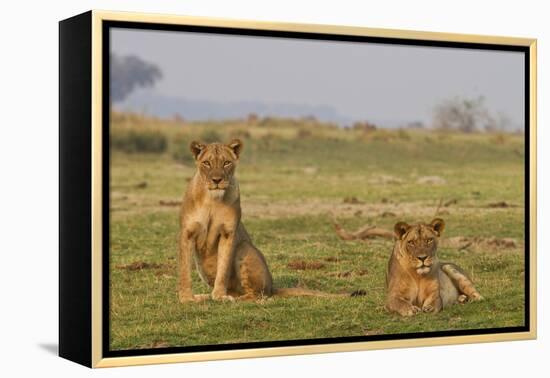 Two Wild Female Lions Sitting On The Plains, Stare, And Make Eye Contact With The Camera. Zimbabwe-Karine Aigner-Framed Premier Image Canvas