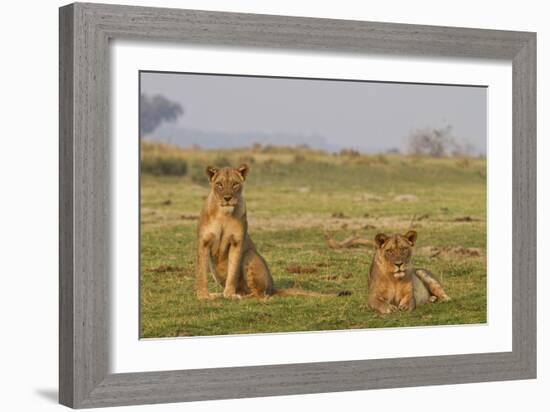 Two Wild Female Lions Sitting On The Plains, Stare, And Make Eye Contact With The Camera. Zimbabwe-Karine Aigner-Framed Photographic Print