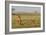 Two Wild Female Lions Sitting On The Plains, Stare, And Make Eye Contact With The Camera. Zimbabwe-Karine Aigner-Framed Photographic Print