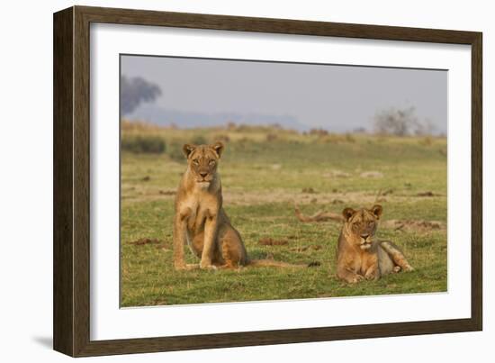 Two Wild Female Lions Sitting On The Plains, Stare, And Make Eye Contact With The Camera. Zimbabwe-Karine Aigner-Framed Photographic Print