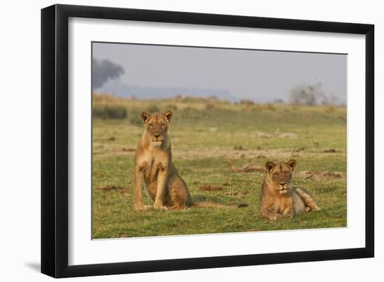 Two Wild Female Lions Sitting On The Plains, Stare, And Make Eye Contact With The Camera. Zimbabwe-Karine Aigner-Framed Photographic Print