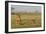 Two Wild Female Lions Sitting On The Plains, Stare, And Make Eye Contact With The Camera. Zimbabwe-Karine Aigner-Framed Photographic Print