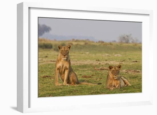 Two Wild Female Lions Sitting On The Plains, Stare, And Make Eye Contact With The Camera. Zimbabwe-Karine Aigner-Framed Photographic Print