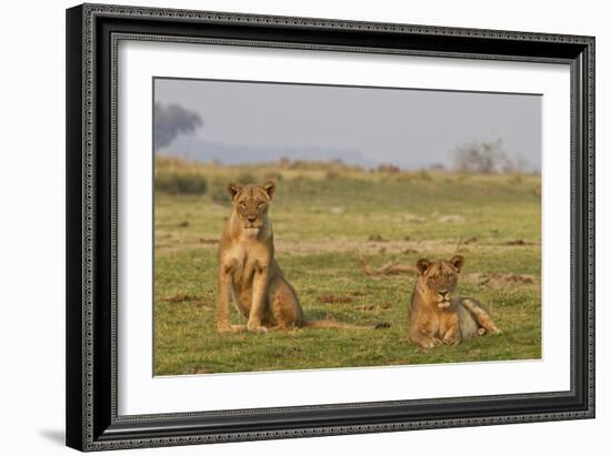 Two Wild Female Lions Sitting On The Plains, Stare, And Make Eye Contact With The Camera. Zimbabwe-Karine Aigner-Framed Photographic Print