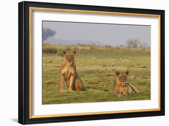 Two Wild Female Lions Sitting On The Plains, Stare, And Make Eye Contact With The Camera. Zimbabwe-Karine Aigner-Framed Photographic Print