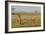 Two Wild Female Lions Sitting On The Plains, Stare, And Make Eye Contact With The Camera. Zimbabwe-Karine Aigner-Framed Photographic Print