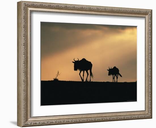 Two Wildebeest, at Sunset, Kenya-Terry Andrewartha-Framed Photographic Print