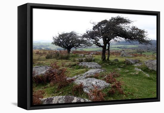 Two Windswept Trees, Near Hexworthy, Dartmoor, Devon, England, United Kingdom, Europe-David Lomax-Framed Premier Image Canvas