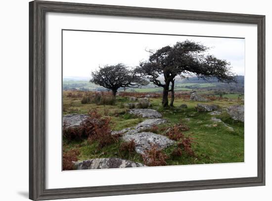 Two Windswept Trees, Near Hexworthy, Dartmoor, Devon, England, United Kingdom, Europe-David Lomax-Framed Photographic Print