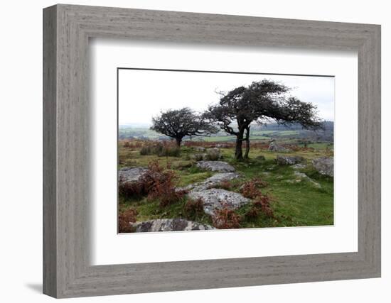 Two Windswept Trees, Near Hexworthy, Dartmoor, Devon, England, United Kingdom, Europe-David Lomax-Framed Photographic Print