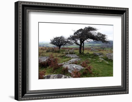 Two Windswept Trees, Near Hexworthy, Dartmoor, Devon, England, United Kingdom, Europe-David Lomax-Framed Photographic Print