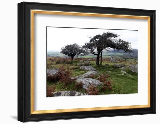 Two Windswept Trees, Near Hexworthy, Dartmoor, Devon, England, United Kingdom, Europe-David Lomax-Framed Photographic Print