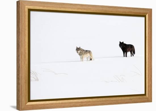 Two Wolves standing in deep winter snow, USA-Danny Green-Framed Premier Image Canvas