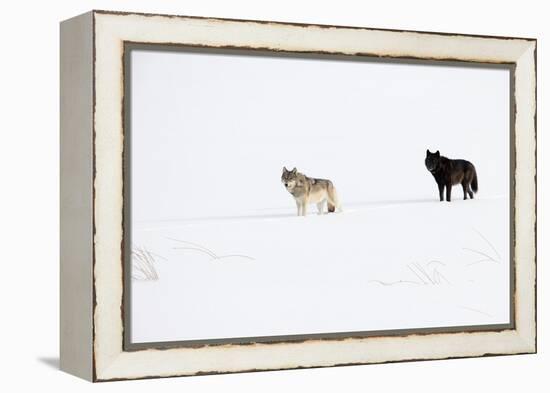 Two Wolves standing in deep winter snow, USA-Danny Green-Framed Premier Image Canvas