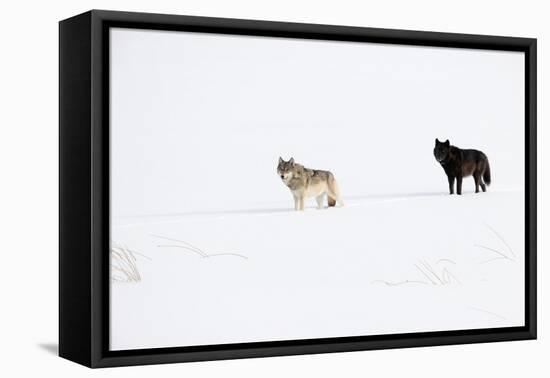 Two Wolves standing in deep winter snow, USA-Danny Green-Framed Premier Image Canvas