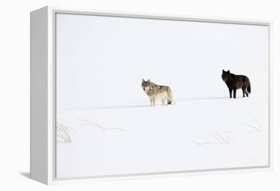 Two Wolves standing in deep winter snow, USA-Danny Green-Framed Premier Image Canvas