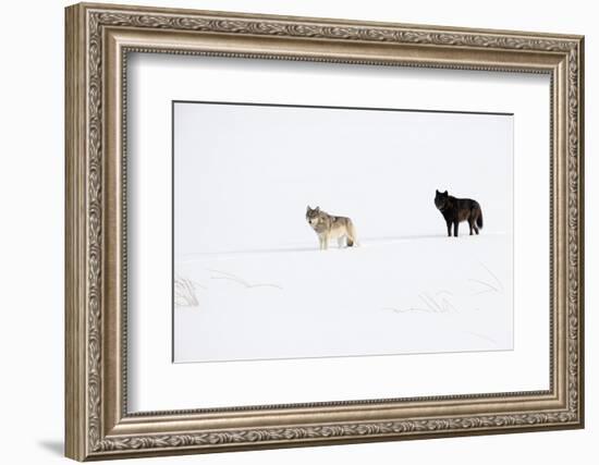 Two Wolves standing in deep winter snow, USA-Danny Green-Framed Photographic Print