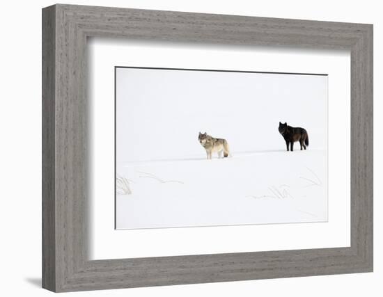 Two Wolves standing in deep winter snow, USA-Danny Green-Framed Photographic Print