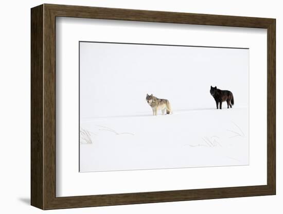Two Wolves standing in deep winter snow, USA-Danny Green-Framed Photographic Print