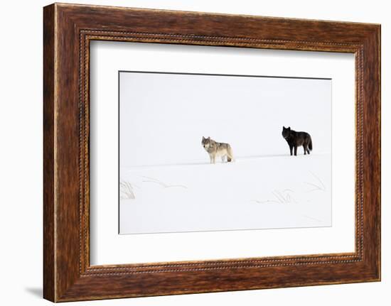 Two Wolves standing in deep winter snow, USA-Danny Green-Framed Photographic Print