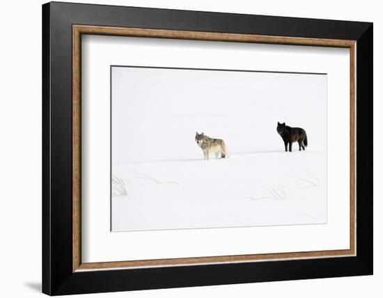 Two Wolves standing in deep winter snow, USA-Danny Green-Framed Photographic Print