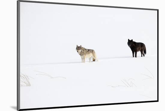 Two Wolves standing in deep winter snow, USA-Danny Green-Mounted Photographic Print