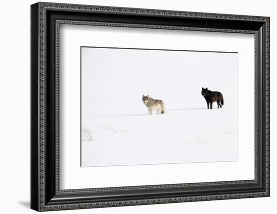 Two Wolves standing in deep winter snow, USA-Danny Green-Framed Photographic Print