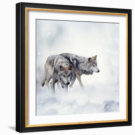 Two Wolves Walking in the Snow-Svetlana Foote-Framed Photographic Print