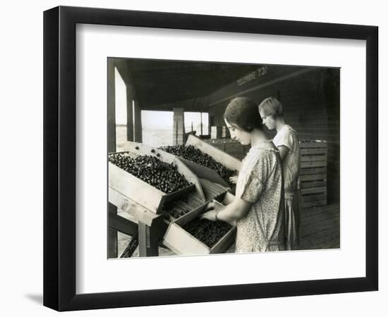 Two Women Packing Cherries (June 22, 1928)-Ashael Curtis-Framed Giclee Print