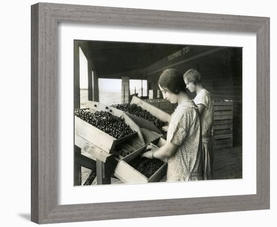 Two Women Packing Cherries (June 22, 1928)-Ashael Curtis-Framed Giclee Print