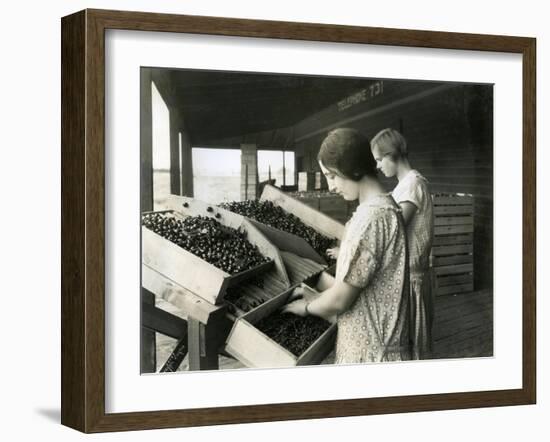 Two Women Packing Cherries (June 22, 1928)-Ashael Curtis-Framed Giclee Print