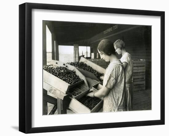 Two Women Packing Cherries (June 22, 1928)-Ashael Curtis-Framed Giclee Print