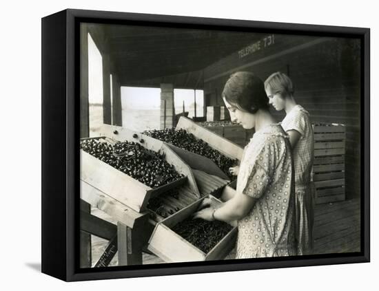 Two Women Packing Cherries (June 22, 1928)-Ashael Curtis-Framed Premier Image Canvas