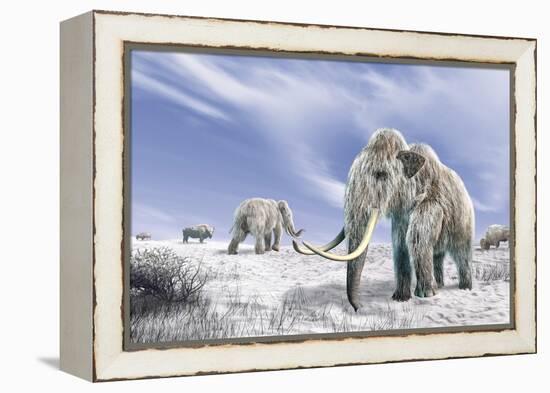 Two Woolly Mammoths in a Snow Covered Field with a Few Bison-null-Framed Stretched Canvas