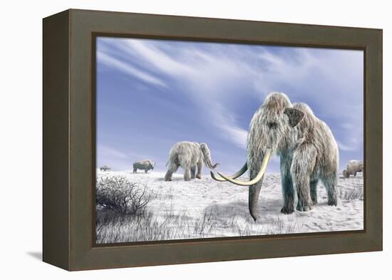 Two Woolly Mammoths in a Snow Covered Field with a Few Bison-null-Framed Stretched Canvas