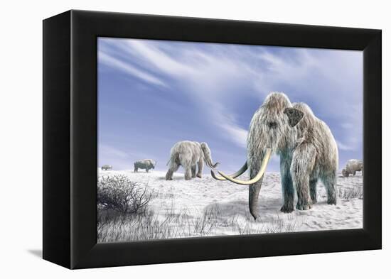 Two Woolly Mammoths in a Snow Covered Field with a Few Bison-null-Framed Stretched Canvas